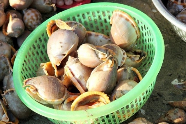 Bo phan nao cua oc bien co the chua doc? hinh anh