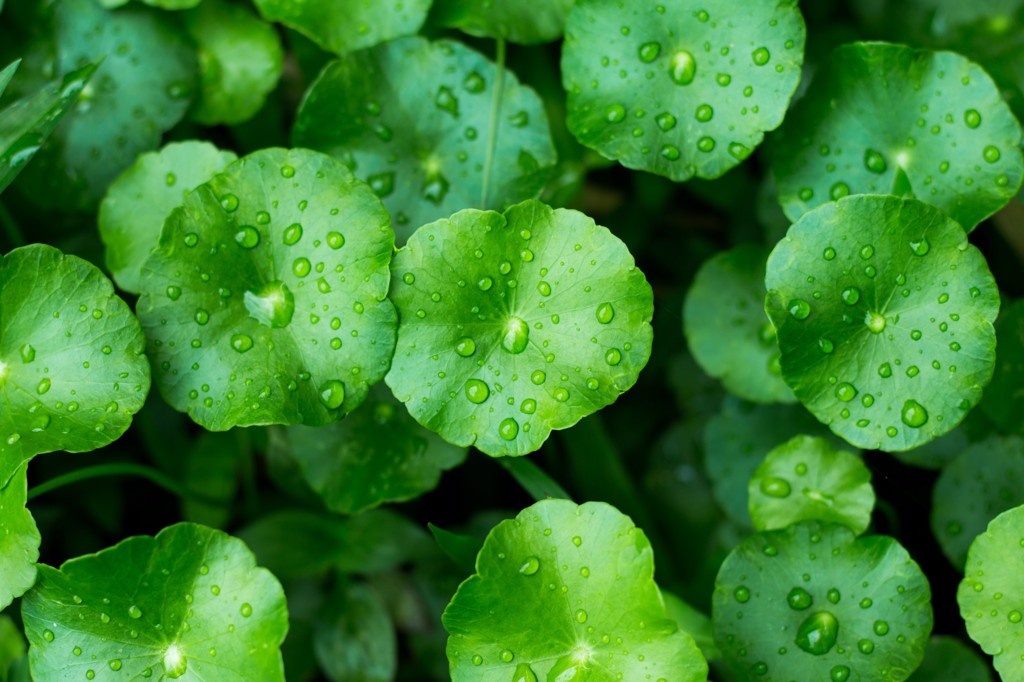 dung rau ma sai cach anh 4