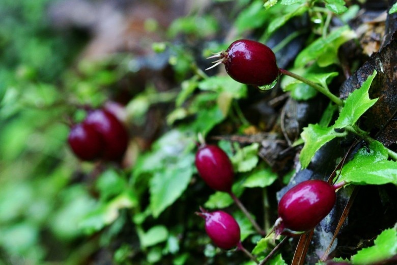 dung rau ma sai cach anh 3