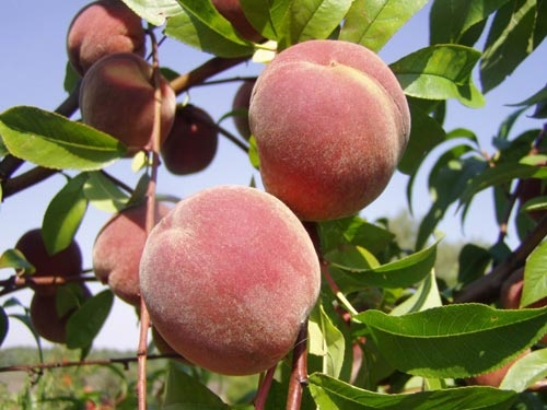 thoi diem khong nen an dao anh 7