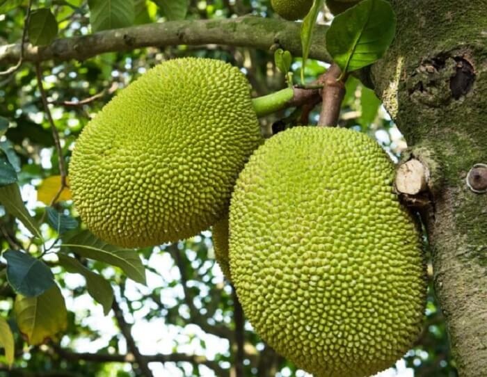 Sai lầm khi ăn mít ảnh 6 Sai lam khi an mit anh 6