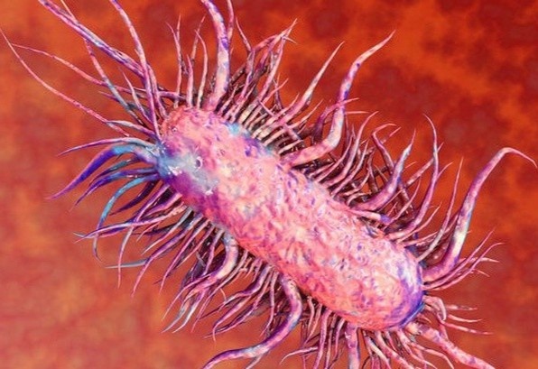 Be 11 thang tuoi o Phu Tho mac benh Whitmore hinh anh