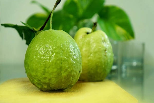 Những lưu ý khi ăn ổi ảnh 1 Nhung luu y khi an oi anh 1