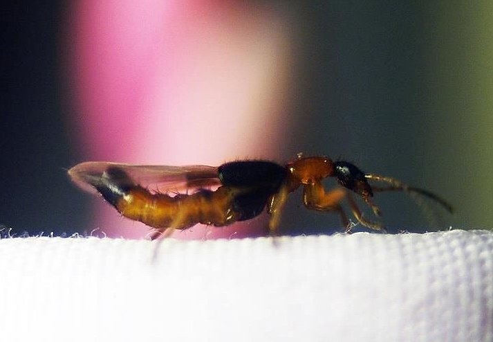 Benh do kien ba khoang anh 2