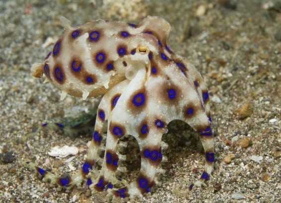 Nhung loai hai san chua doc to gay chet nguoi hinh anh