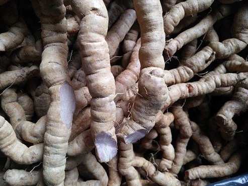 Sử dụng ba kích ngâm rượu ảnh 2 Su dung ba kich ngam ruou anh 2