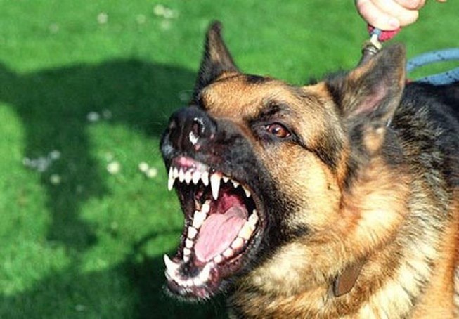 Be 2 tuoi bi cho can ton thuong nang vung dau hinh anh