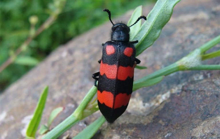 Loai sau doc hon thuoc diet co hinh anh