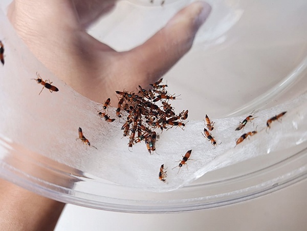 Viem da tiep xuc do kien ba khoang anh 1