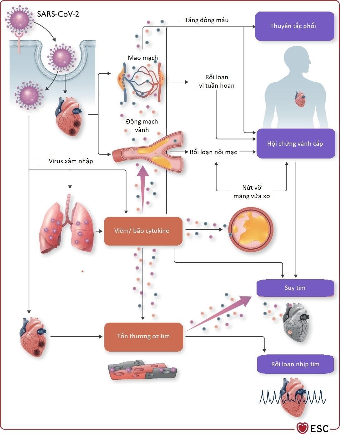 van de tim mach co the gap hau Covid-19 anh 1