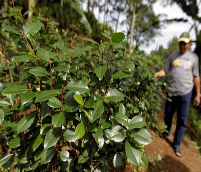 Ma tuy pha ruou anh 2