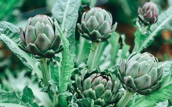 Thuc hu giai doc gan bang cac phuong phap dan gian hinh anh