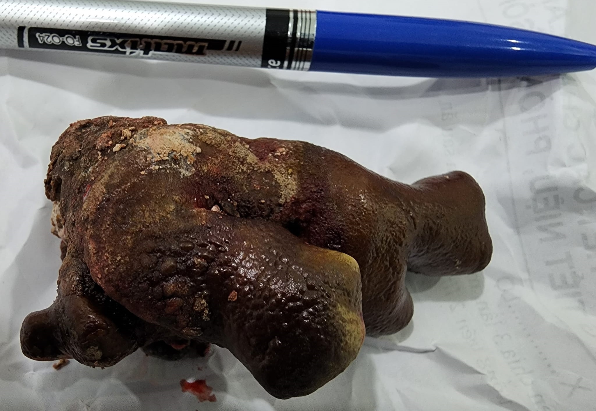 Vien soi lon trong than anh 1