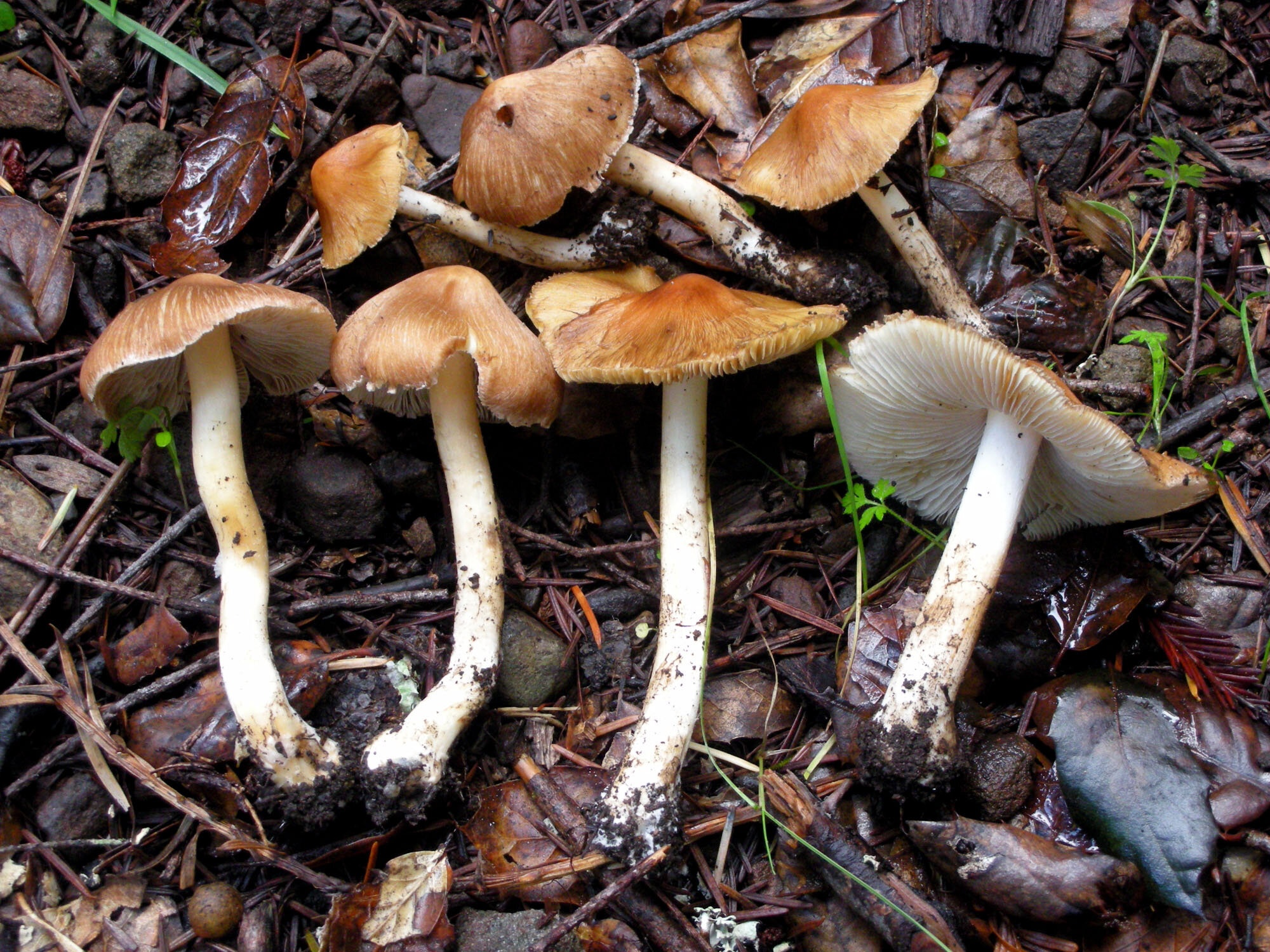 nam cuc doc thuong gap anh 2