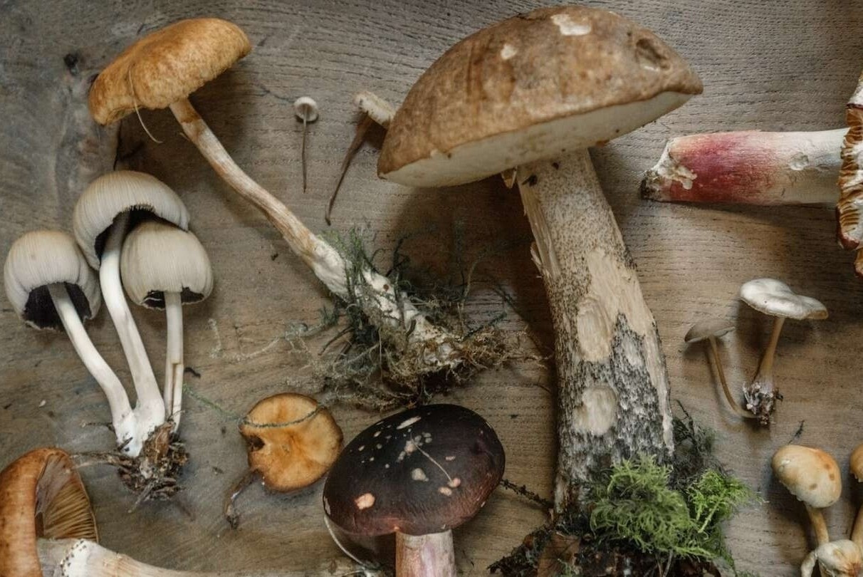 4 loai nam cuc doc thuong gap o Viet Nam hinh anh