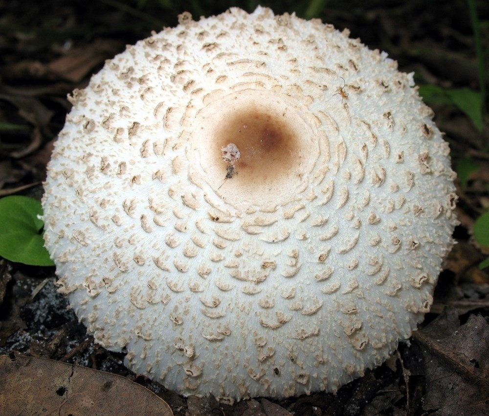 nam cuc doc thuong gap anh 3