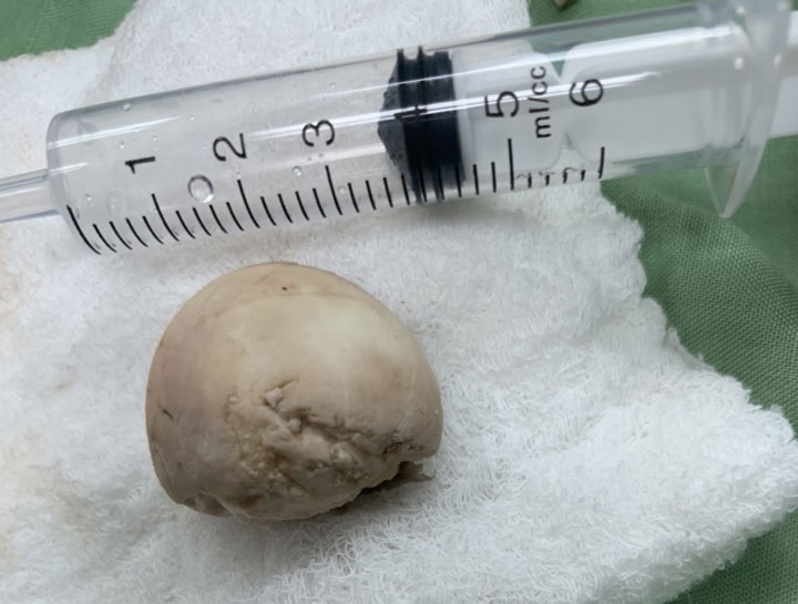 hoc trung vit lon anh 1