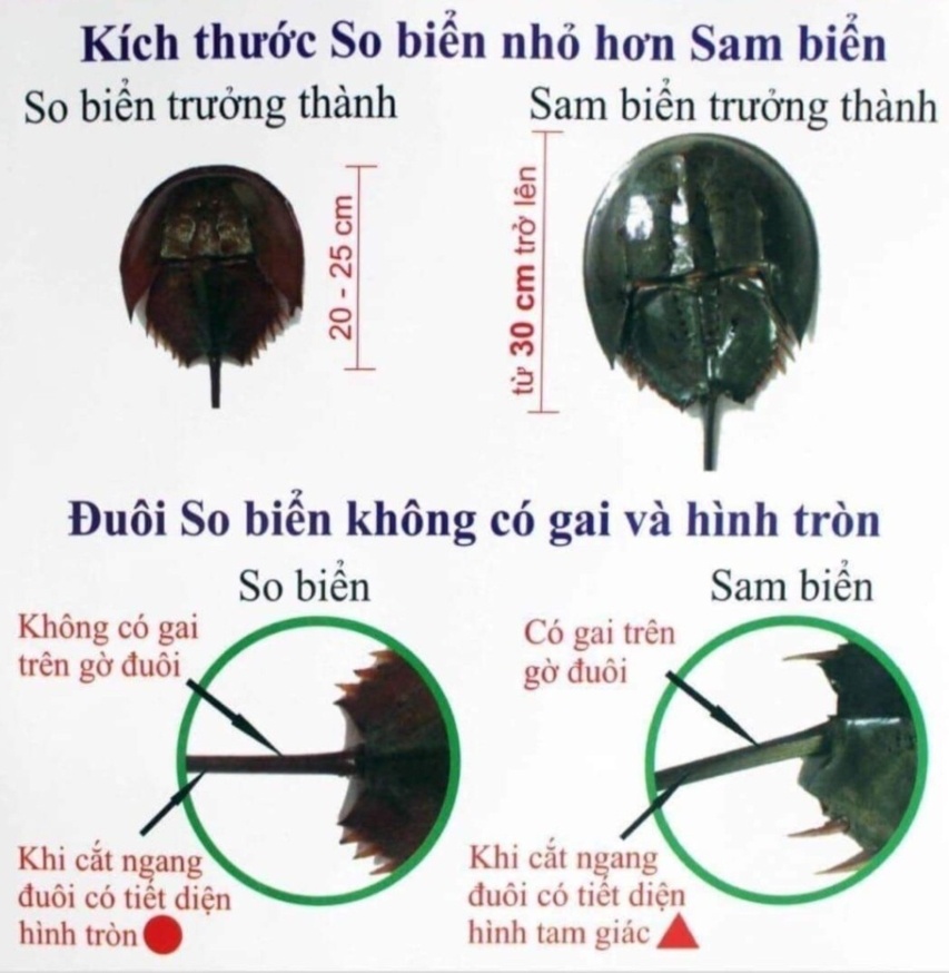 Ngo doc so bien anh 1