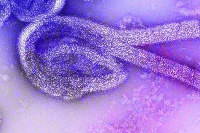 HCDC canh bao cac trieu chung khi nhiem virus Marburg hinh anh