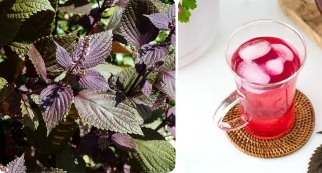 dung la tia to anh 1