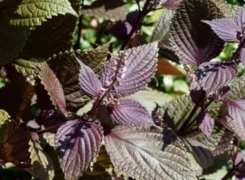 5 'dai ky' khi dung la tia to it nguoi biet hinh anh