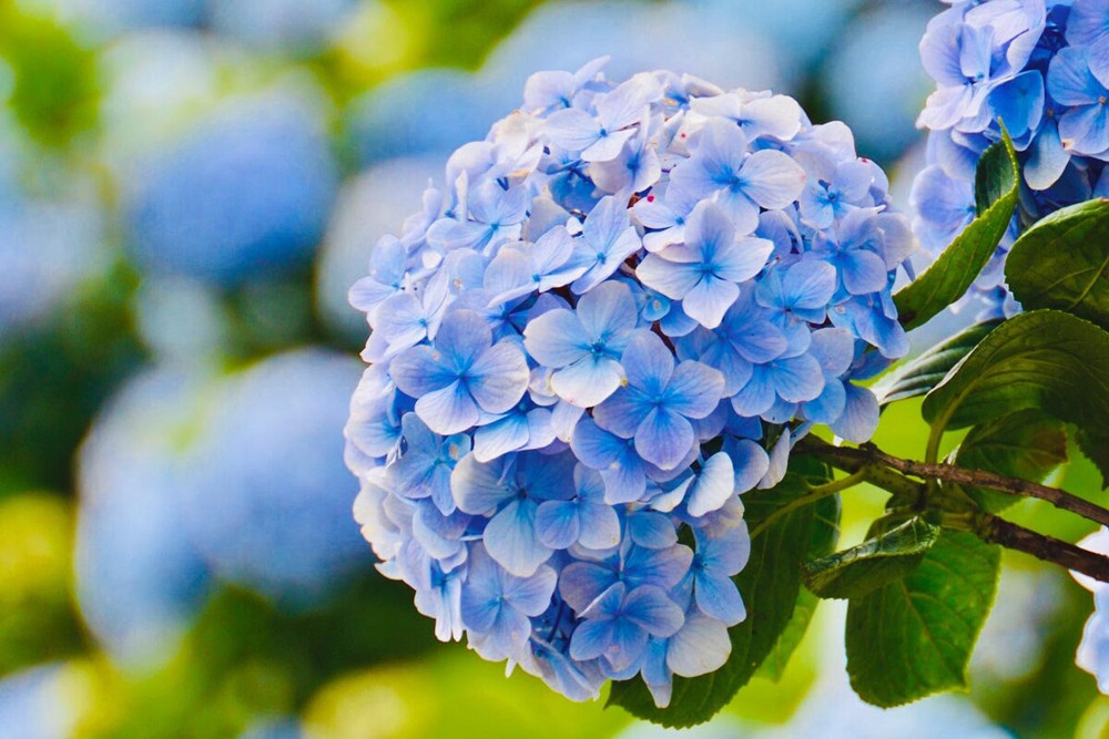 Nhung loai hoa dep nhung chua doc to co the gay chet nguoi hinh anh