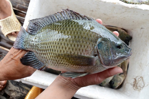 Thung thuc quan va dong mach chu do nuot xuong ca ro phi hinh anh