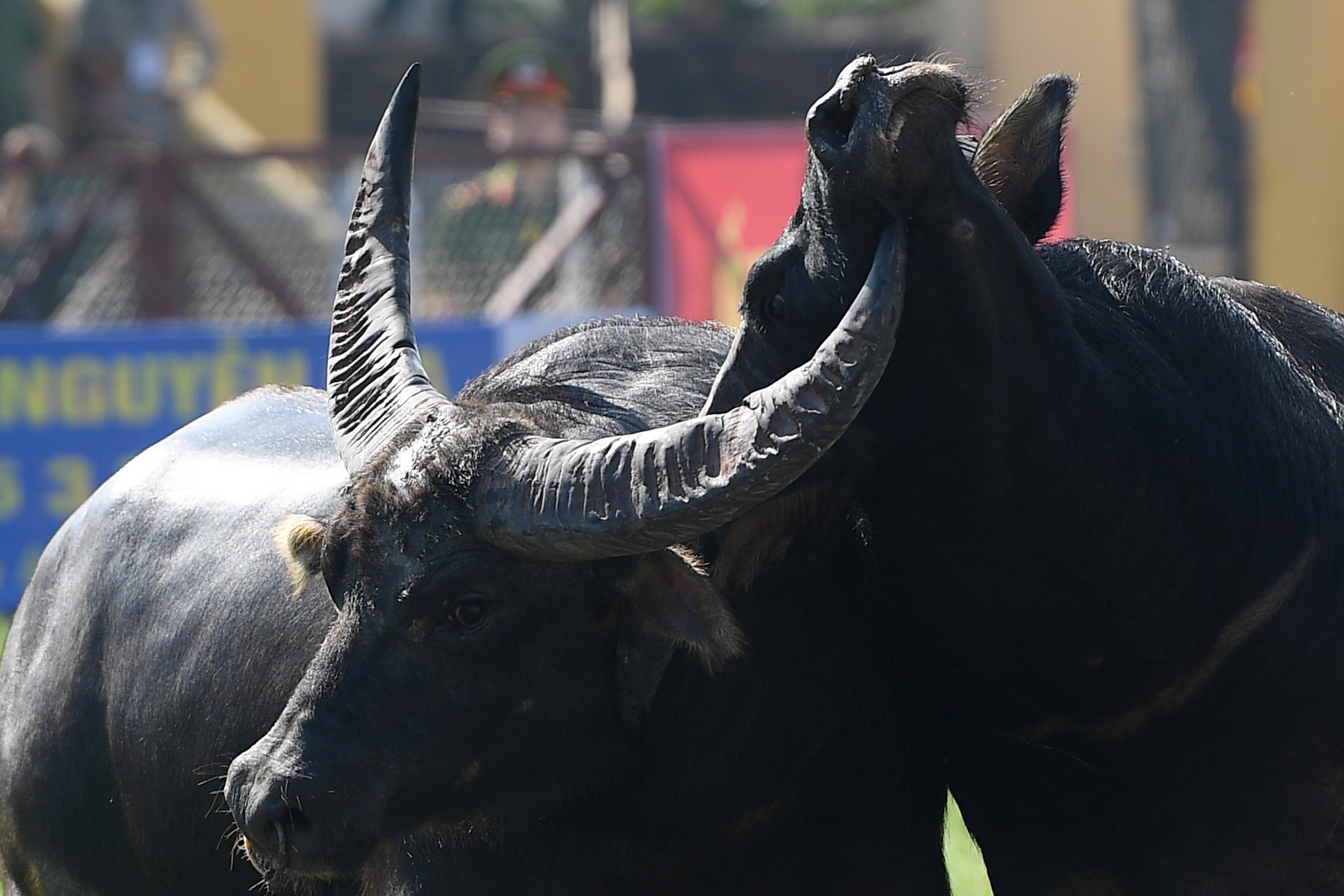 Hai nguoi bi trau, bo huc chan thuong nang hinh anh