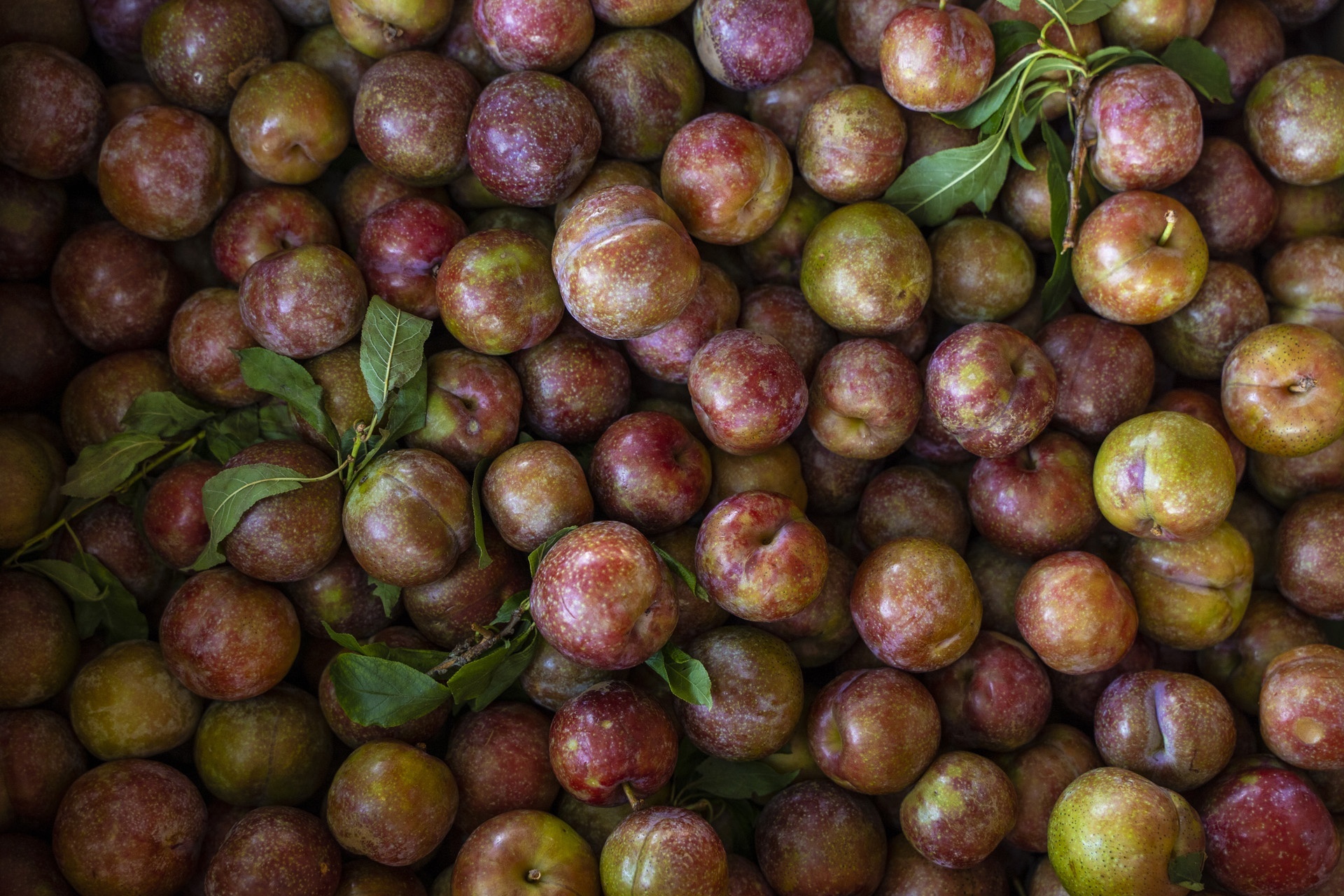 Loi ich cua man anh 1