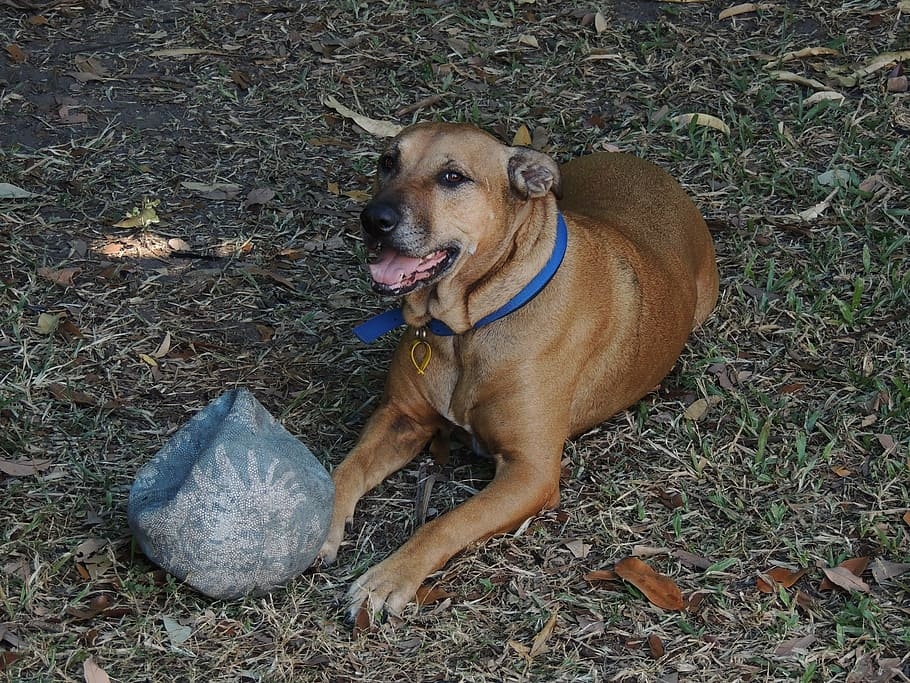 Nguoi phu nu o Vinh Phuc tu vong sau 3 thang bi cho nha can hinh anh