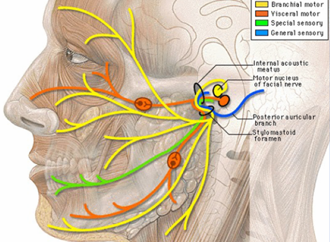 te liet nua mat anh 1