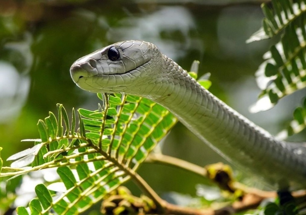 Di bo trong xom, be trai 8 tuoi bi ran doc can hinh anh