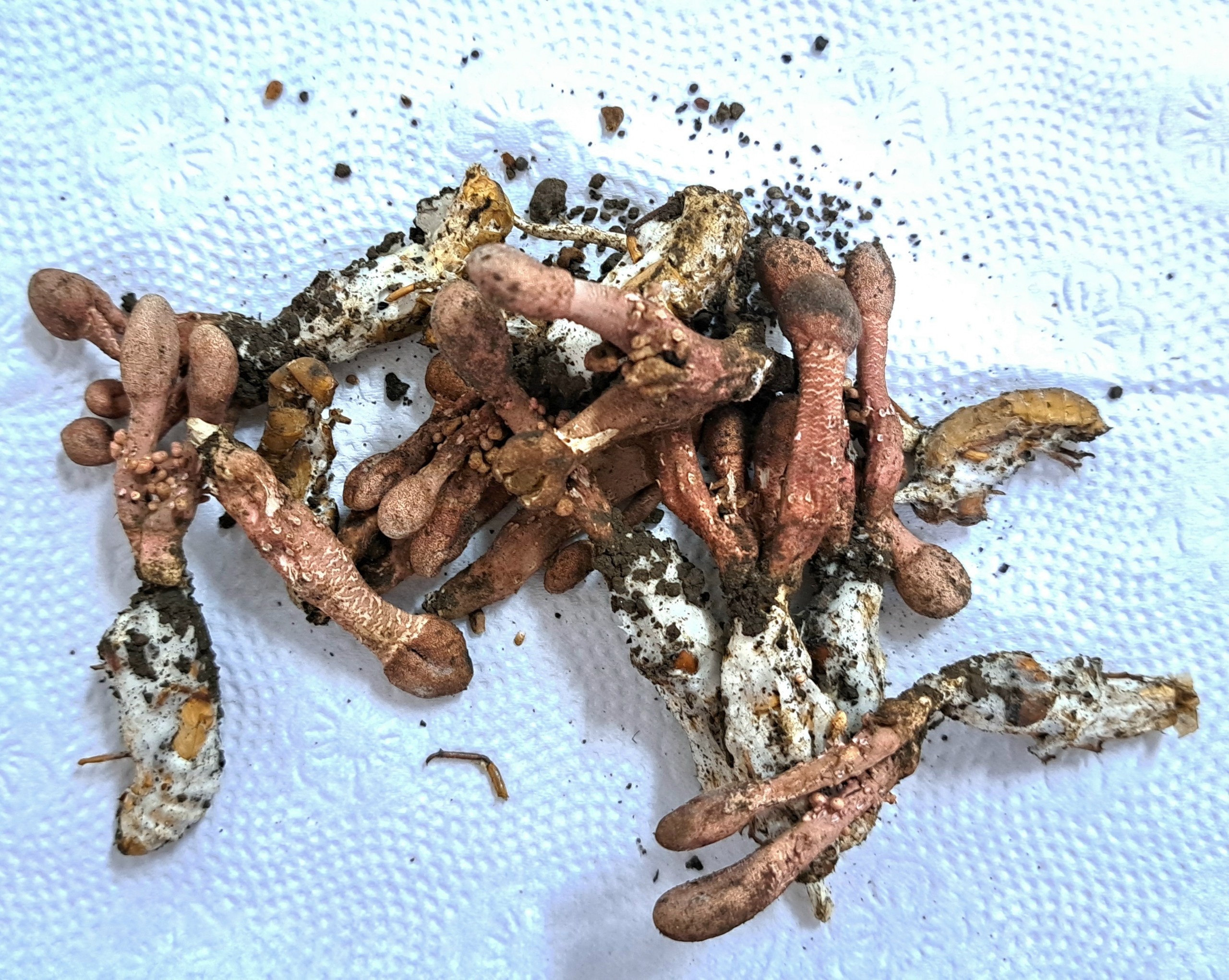 nam tren xac ve anh 1