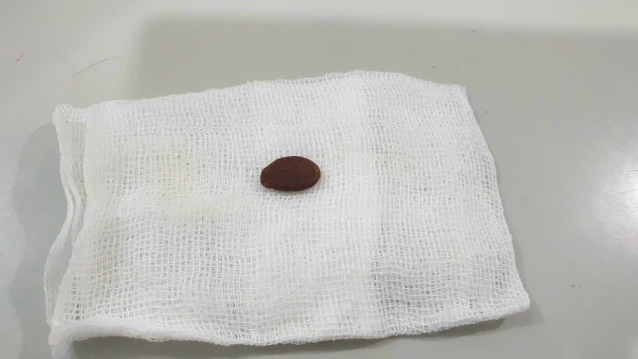 hoc hat dua hau anh 1