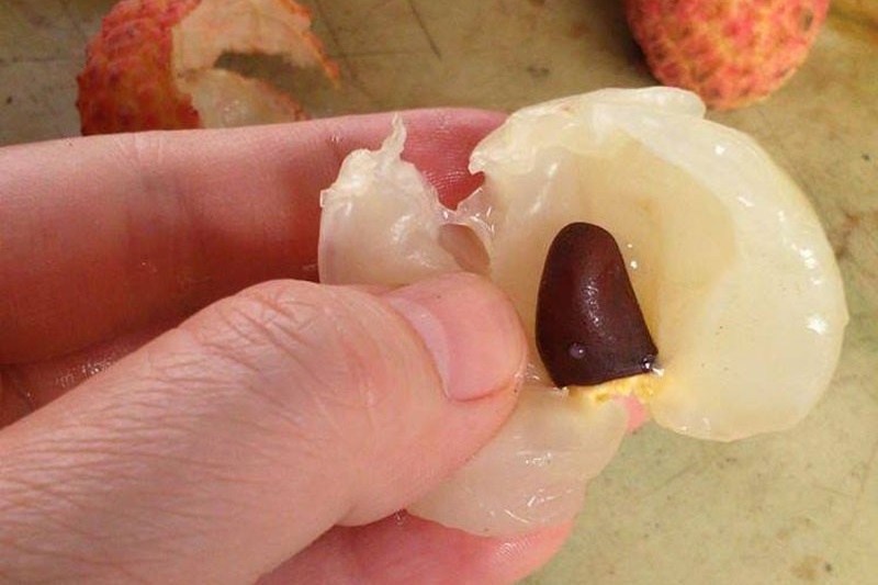 Thu vut di cua qua vai la vi thuoc quy hinh anh