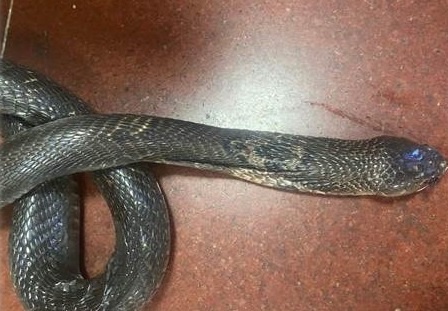 Ran ho mang an nap trong gam tu can vao chan nguoi dan hinh anh