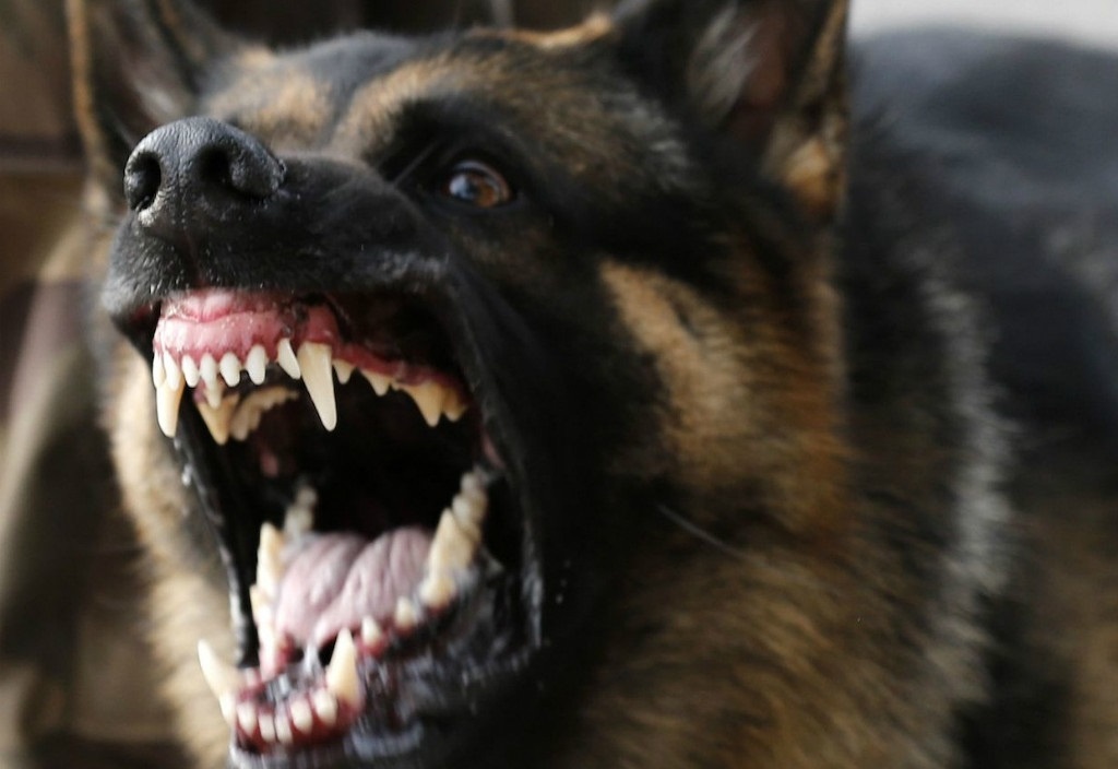 Hai nguoi o Dong Nai bi cho dai vo chu can hinh anh