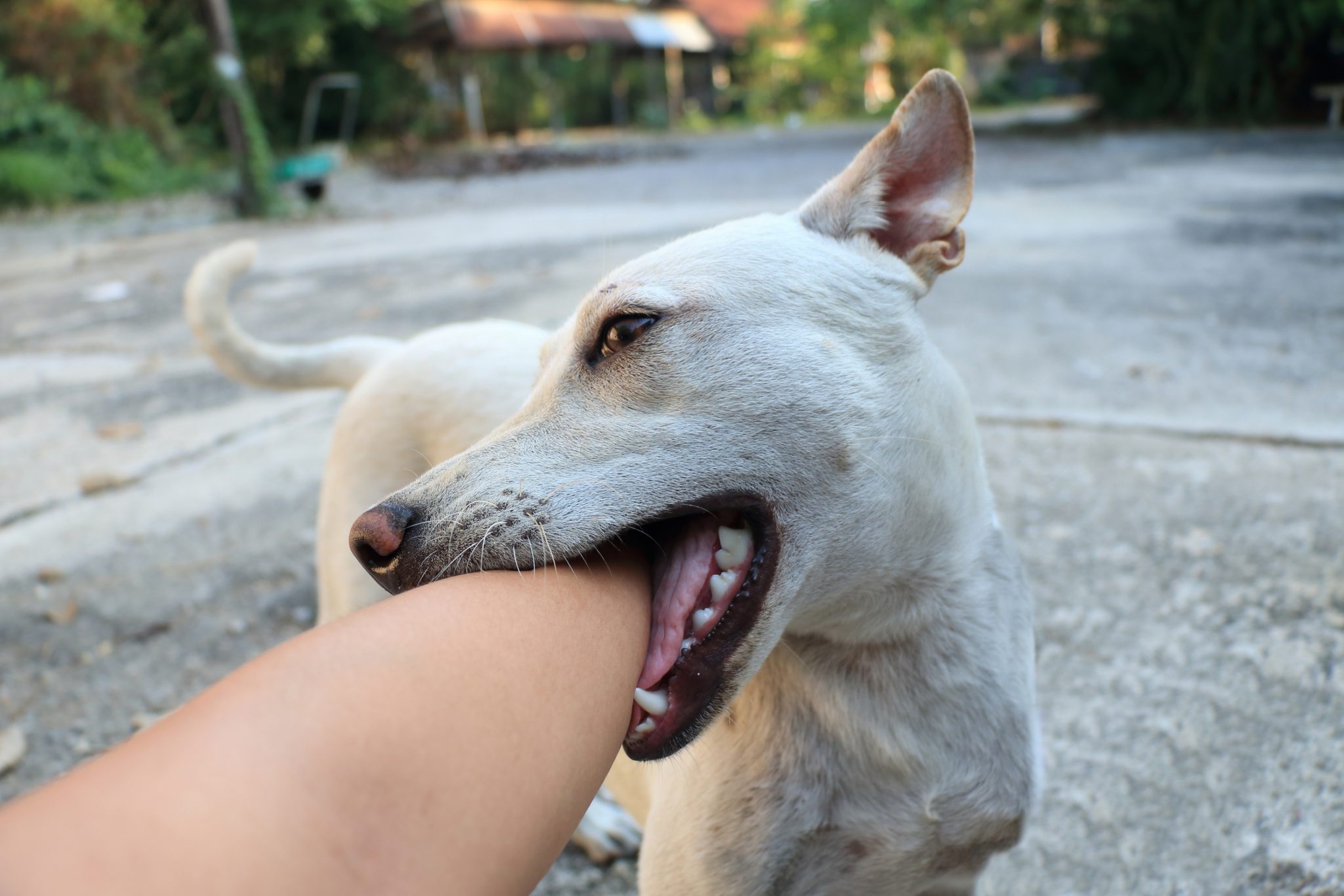 Tre bi cho can vao ma o Son La da khong qua khoi hinh anh