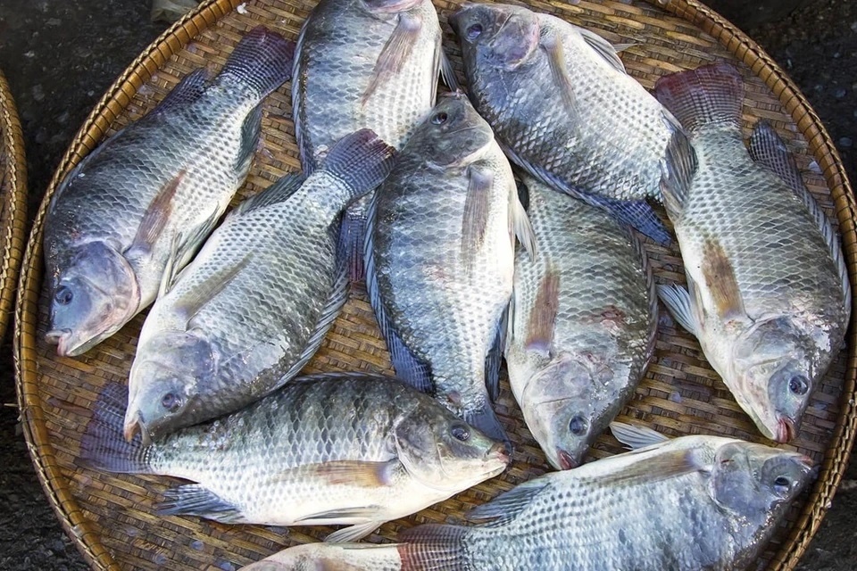 Bo phan ban cua ca anh 1