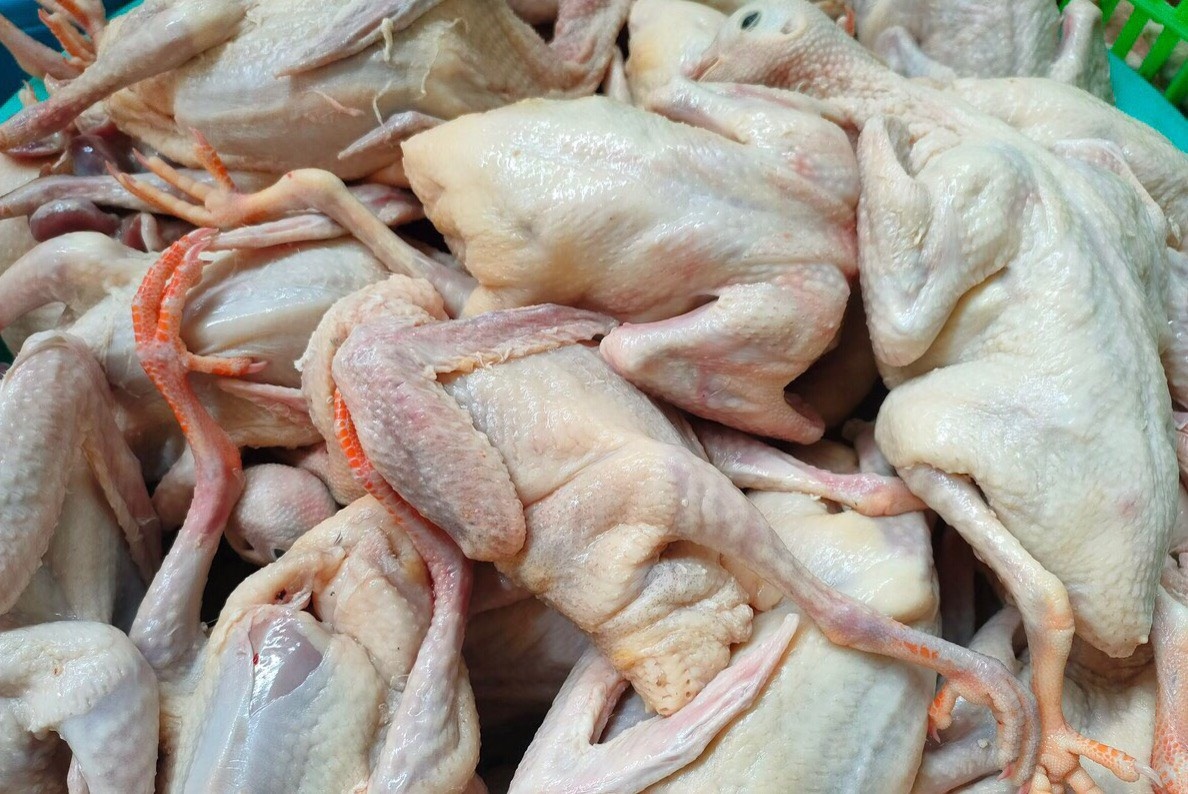thịt chim bồ câu ảnh 2 thit chim bo cau anh 2