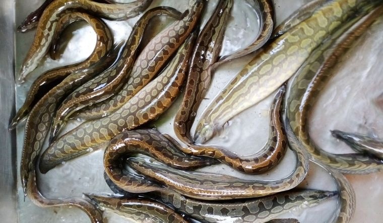 ca tot cho sinh ly anh 3