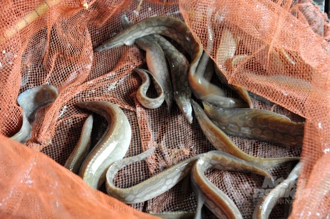 ca tot cho sinh ly anh 1