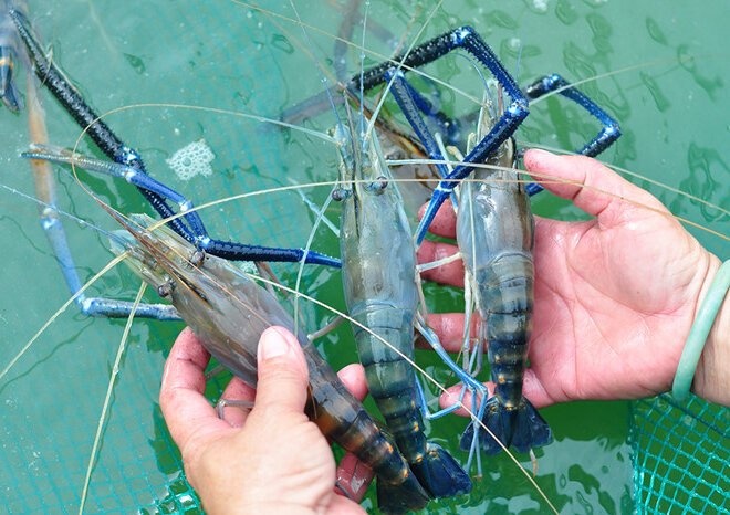 Luu y khi an tom anh 6