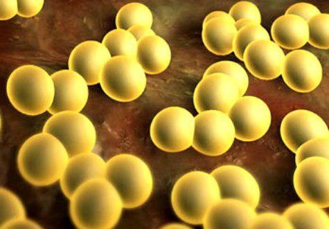 nhiem khuan tu cau vang anh 1