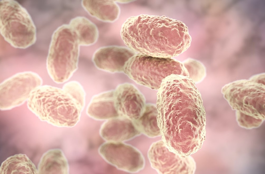 Ha Noi ghi nhan 60 ca mac ho ga hinh anh