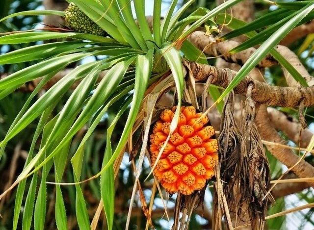 Mot so vi thuoc ho tro dieu tri viem gan hinh anh