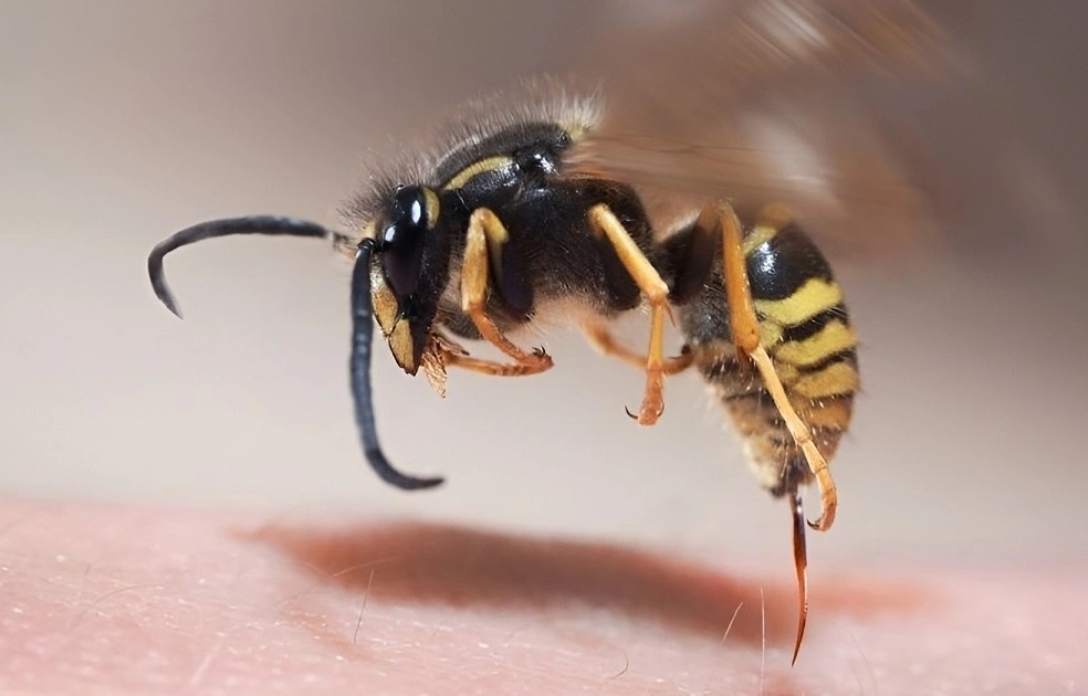 Be trai ngat, mat y thuc sau 10 phut bi ong vo ve dot hinh anh