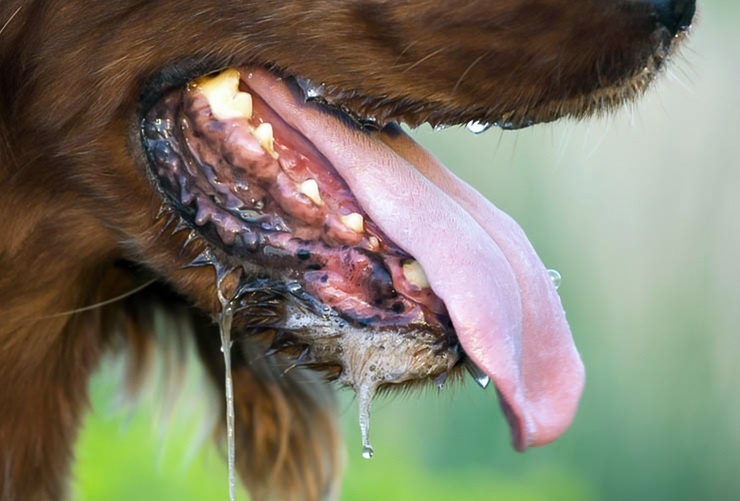 Dau hieu cua cho khi bi dai hinh anh