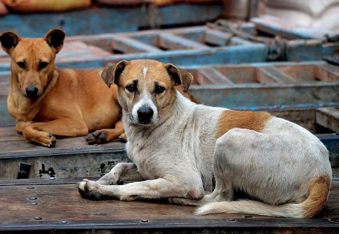Voi va di tiem vaccine sau khi biet bi cho dai can hinh anh