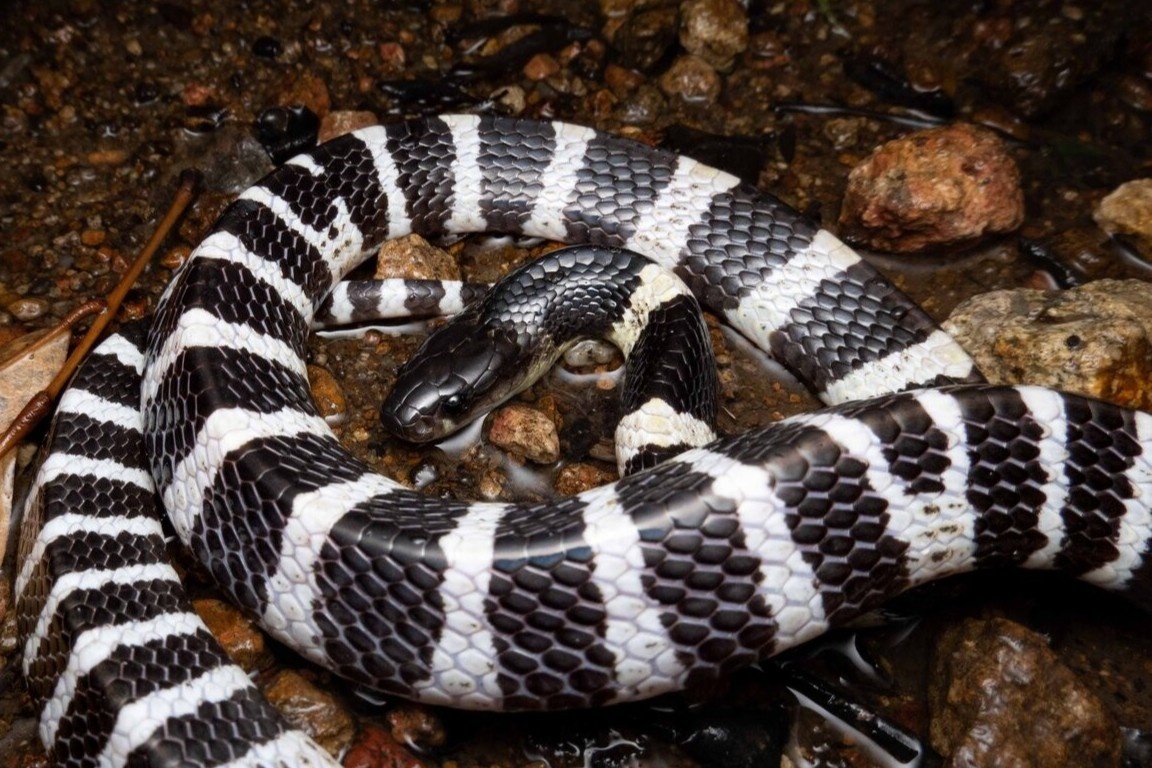 Ran ho mang bo vao bon cau, bac si canh bao dinh diem mua ran can hinh anh